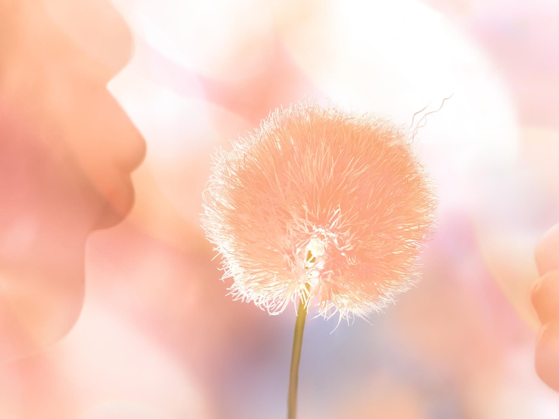 Peach Fuzz Peach Fuzz